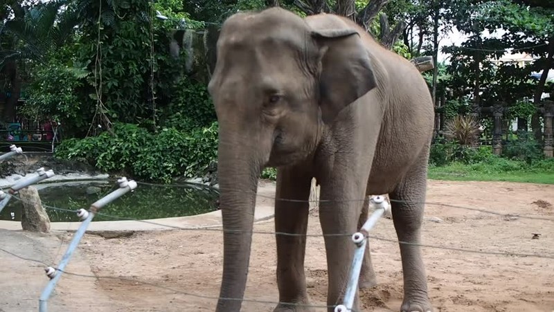 &quot;Soi&quot; loai voi Hai Ba Trung tung cuoi, dung nhieu trong chien tranh VN-Hinh-8